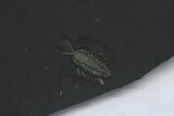 Pyritized Triarthrus Trilobites With Appendages - New York #63282-2